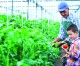 CNA: Governo não apoia a pequena agricultura