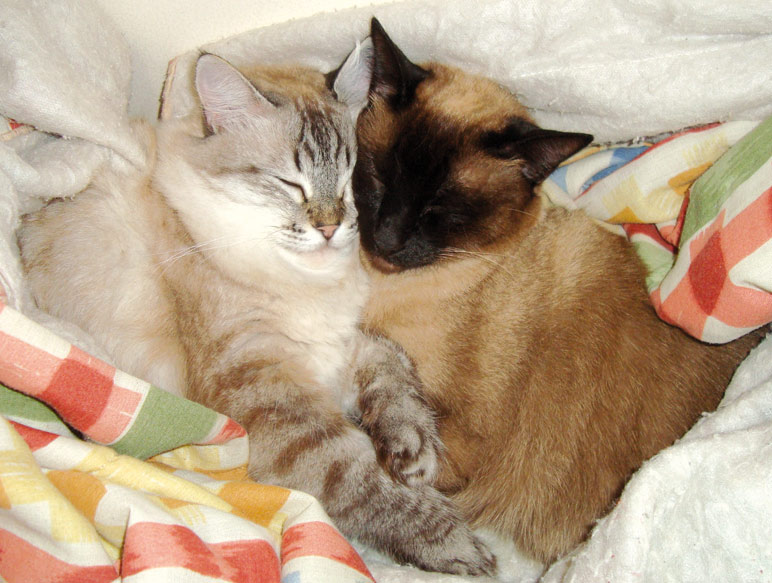 Ed679_p25_amor-de-gatos