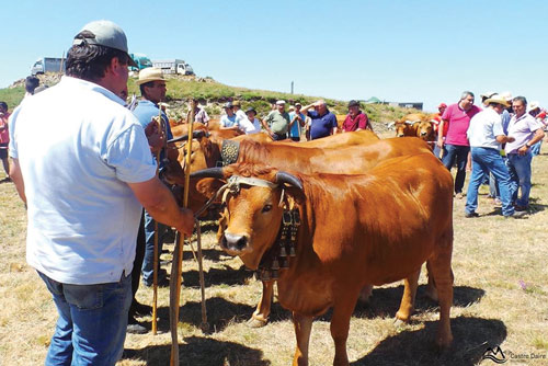 701_CD_Vitela-concurso